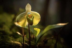 retrato un hermosa orquídea flor en el bosque ai generativo foto