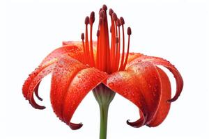 Portrait beautiful red lily flower isolated on white photo