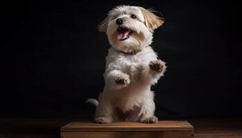 Fluffy terrier puppy sitting, looking at camera, smiling generated by AI photo