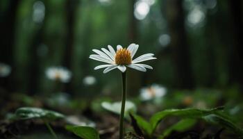 Chamomile blossom in meadow, a summer beauty generated by AI photo