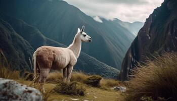 alpaca retrato en montaña prado, linda y lanoso generado por ai foto