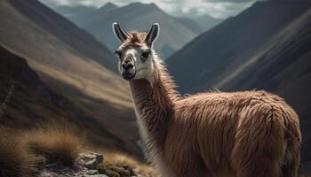 Cute alpaca grazing on rural mountain pasture generated by AI photo