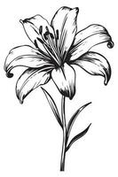 line design of lily flower vector