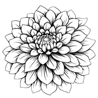 line design of dahlia flower