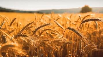 Wheat field. Beautiful Nature Sunset Landscape. Background of ripening ears of wheat field. Label art design. . photo