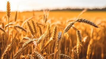 Wheat field. Beautiful Nature Sunset Landscape. Background of ripening ears of wheat field. Label art design. . photo