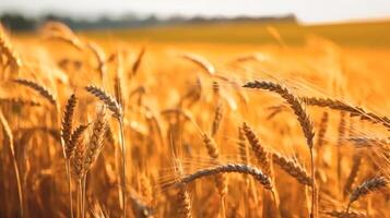 Wheat field. Beautiful Nature Sunset Landscape. Background of ripening ears of wheat field. Label art design. . photo