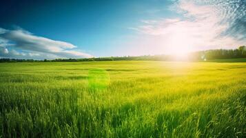 Land scape image of Extensive lawn and blue sky, white clouds and the sun on the horizon. photo