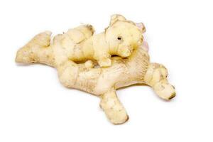 Raw ginger root isolate on white background. Ginger root originated as ground flora of tropical lowland forests in regions from the Indian. Widely used as a spice or a folk medicine. photo