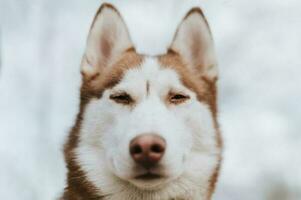 fornido Alaska siberiano perro foto