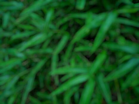 defocused background object of green leaves photo