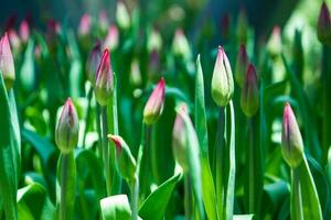 muchos tulipán brotes en el jardín foto