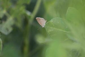 The butterfly rest on the green leaf. photo
