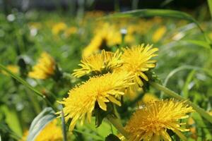 Yellow flowers of dandelions in green backgrounds. Spring and summer background. photo