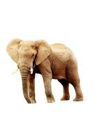 elephant with white background photo