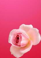 rose flower with hot pink background photo