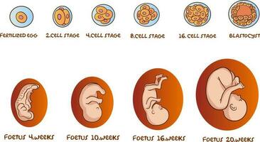 diagrama demostración humano embrionario y fetal desarrollo vector ilustración