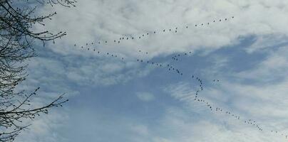 Flocks of migrating black geese Latin Branta and greylag geese Latin Anser anser high in the sky flying to the North Estonia photo