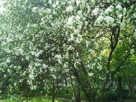 floreciente manzana árbol en primavera. foto