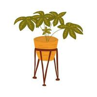 Fatsia japanese potted plant. Vector hand drawn