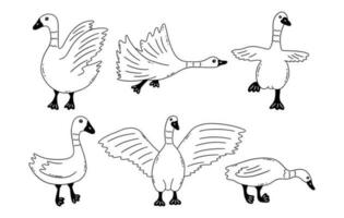 Geese in different poses. Vector hand drawn