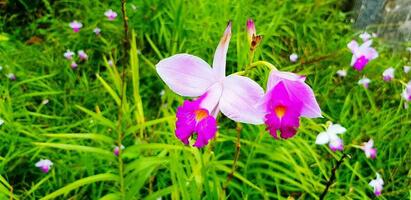 Close up beautiful purple or violet, pink and white orchid flower with blurred many green leaves background in the plant garden with copy space. Beauty of Nature. photo