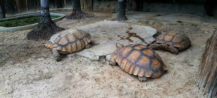 Group of big or huge turtles. Animal wildlife and symbol of longevity. photo