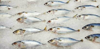 Many fresh mackerel fish on ice with copy space for sale at seafood market or supermarket. Group of animal freezing to prepare food and cooking photo