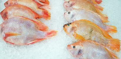 Many fresh tilapia farm fish putting and freeze on ice for sale at fish market or supermarket. Animal for food, Ingredient and Cooking concept photo