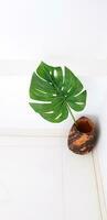 Monstera plant leaf in wooden vase or flower pot putting on corner of room with white wall background. The tropical tree or vine for decoration home. photo