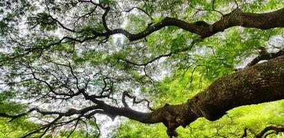 hermosa grande árbol rama de gigante mono vaina árbol con verde hojas para antecedentes. belleza de naturaleza, planta creciente y natural fondo de pantalla concepto foto