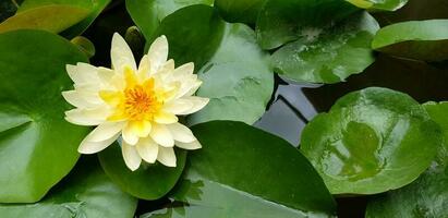 Yellow lotus plant and growth on the water with green leaves background. Close up and Macro flora. Beauty of Natural, Plant and Flower concept photo