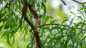 Streak eared Bulbul perched on tree photo