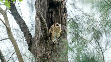 con cuello scops búho en árbol hueco foto