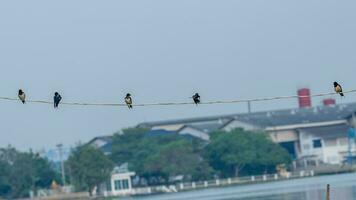 Barn Swallow stand on the wire photo