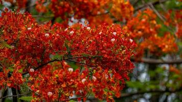 árbol de llamas con flores de color rojo brillante y vainas de semillas foto
