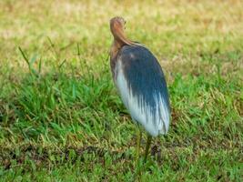 Chinese pond heron walking in the garden photo