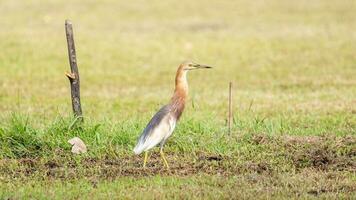 Chinese pond heron walking in the garden photo