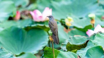 plaintive cuckoo in the lotus pond photo