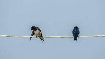 granero golondrina estar en el cable foto