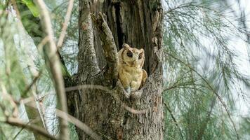 con cuello scops búho en árbol hueco foto