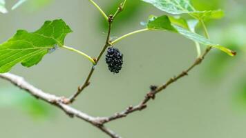 White Mulberry, Mulberry Tree blooming in the garden photo
