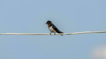 granero golondrina estar en el cable foto