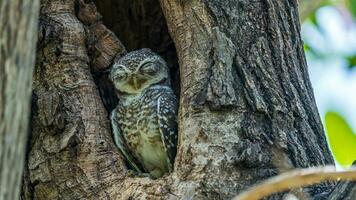 manchado búho dormido en árbol hueco foto