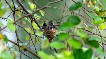 Baby of Malaysian Pied Fantail photo