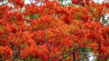 Flame tree with bright red flowers and seed pods photo