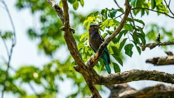 Indian Roller perched on tree photo