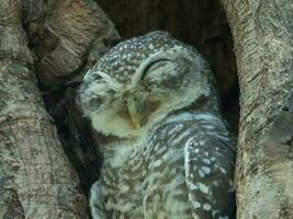 spotted owl sleeping in tree hollow photo