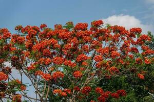 Flame tree with bright red flowers and seed pods photo