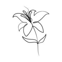 Continuous one line art drawing of beauty lily flower vector